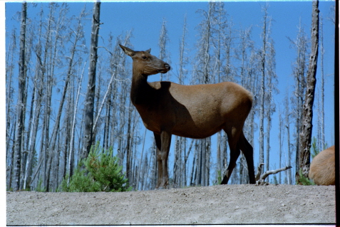 Yellowstone Park