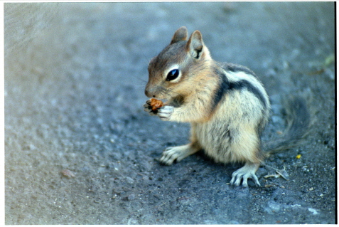 Hungry Guy